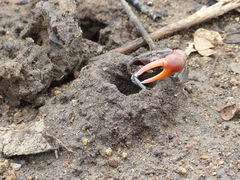 Tubuca coarctata