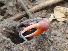 Tubuca coarctata