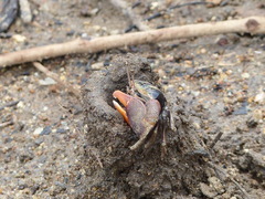 Tubuca coarctata