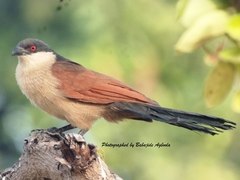 Centropus senegalensis