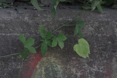 Dalechampia capensis