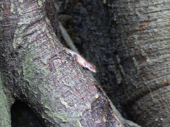 Sphenomorphus melanopogon