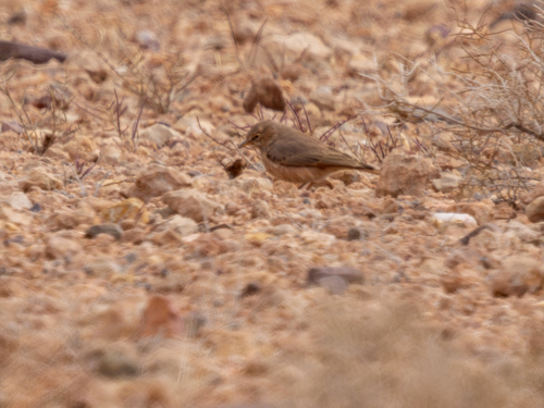 Desert Lark