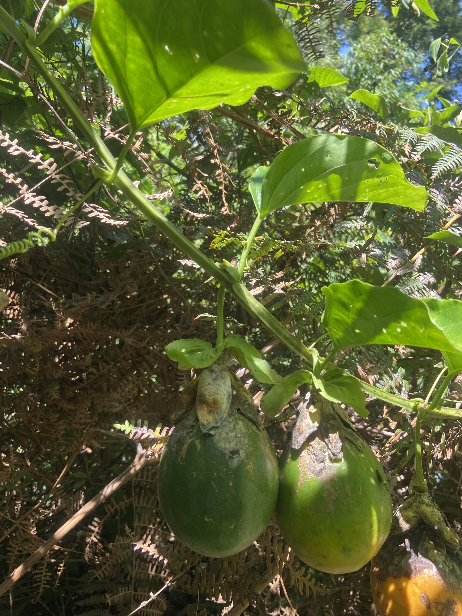 Passiflora alata