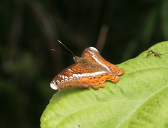 Lebadea martha martha