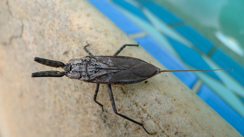 Photo of Australian Water Scorpion (Laccotrephes tristis)
