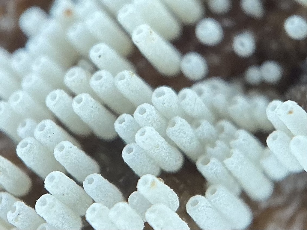 Henningsomyces candidus · February 2026 · photo: © cryptomarasmius (iNaturalist, cc-by)
