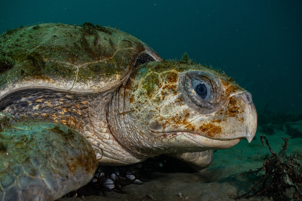 Olive Ridley