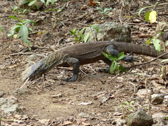 Varanus komodoensis