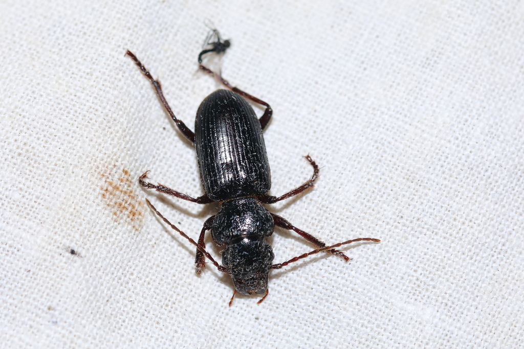 Tschitscherinellus cordatus