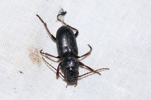 Tschitscherinellus cordatus