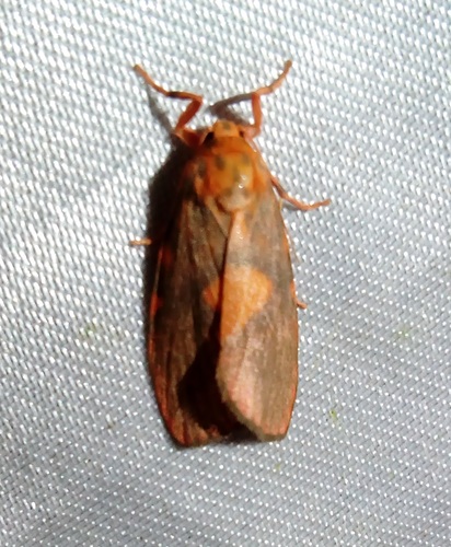 Cyme pyraula (Meyrick, 1886)