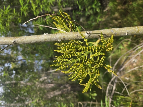 Korthalsella complanata observed 2026-02-01