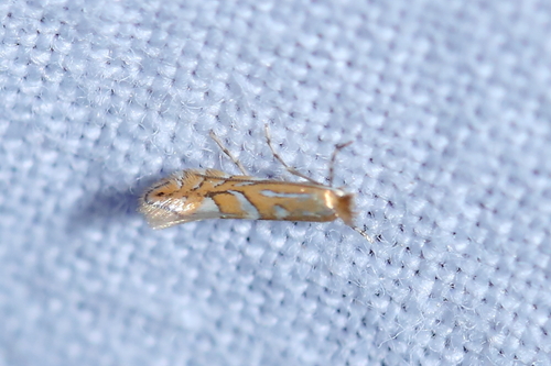 Phyllonorycter cocciferella