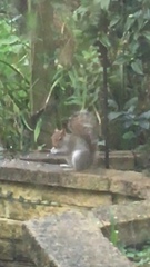 Sciurus carolinensis