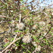 Olearia laxiflora - Photo (c) jesse_bythell,  זכויות יוצרים חלקיות (CC BY-NC), הועלה על ידי jesse_bythell