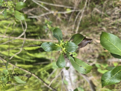 Geniostoma hedyosmifolium observed 2026-02-01