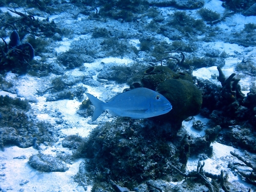 Blue bone porgy (Calamus bajonado) — Sparidae