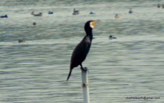 Phalacrocorax carbo