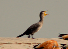 Phalacrocorax carbo