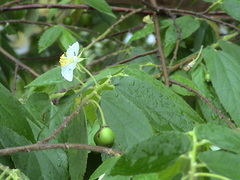 Muntingia calabura