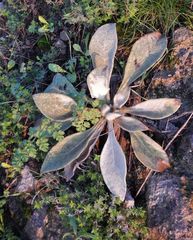 Verbascum mucronatum