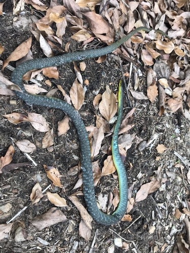 Common Tree Snake sighting