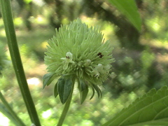 Hyptis capitata