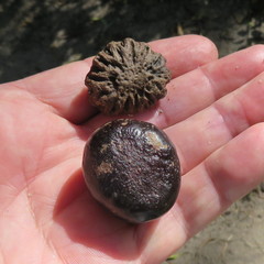 Pleiogynium timoriense