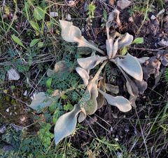 Verbascum mucronatum
