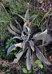 Verbascum mucronatum
