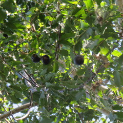 Pleiogynium timoriense