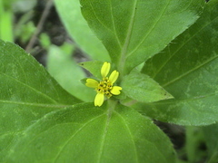 Calyptocarpus