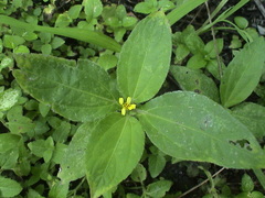 Calyptocarpus