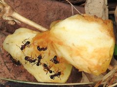 Stictoponera bicolor