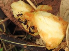 Stictoponera bicolor