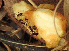 Stictoponera bicolor