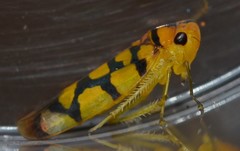 Pawiloma multilunatula