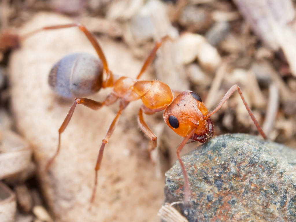 Grey Field Ant