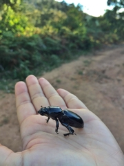 Hemipristula muelleri