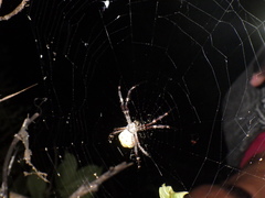 Argiope appensa