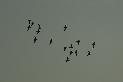 Pin-tailed Sandgrouse (Pterocles alchata), photo 2