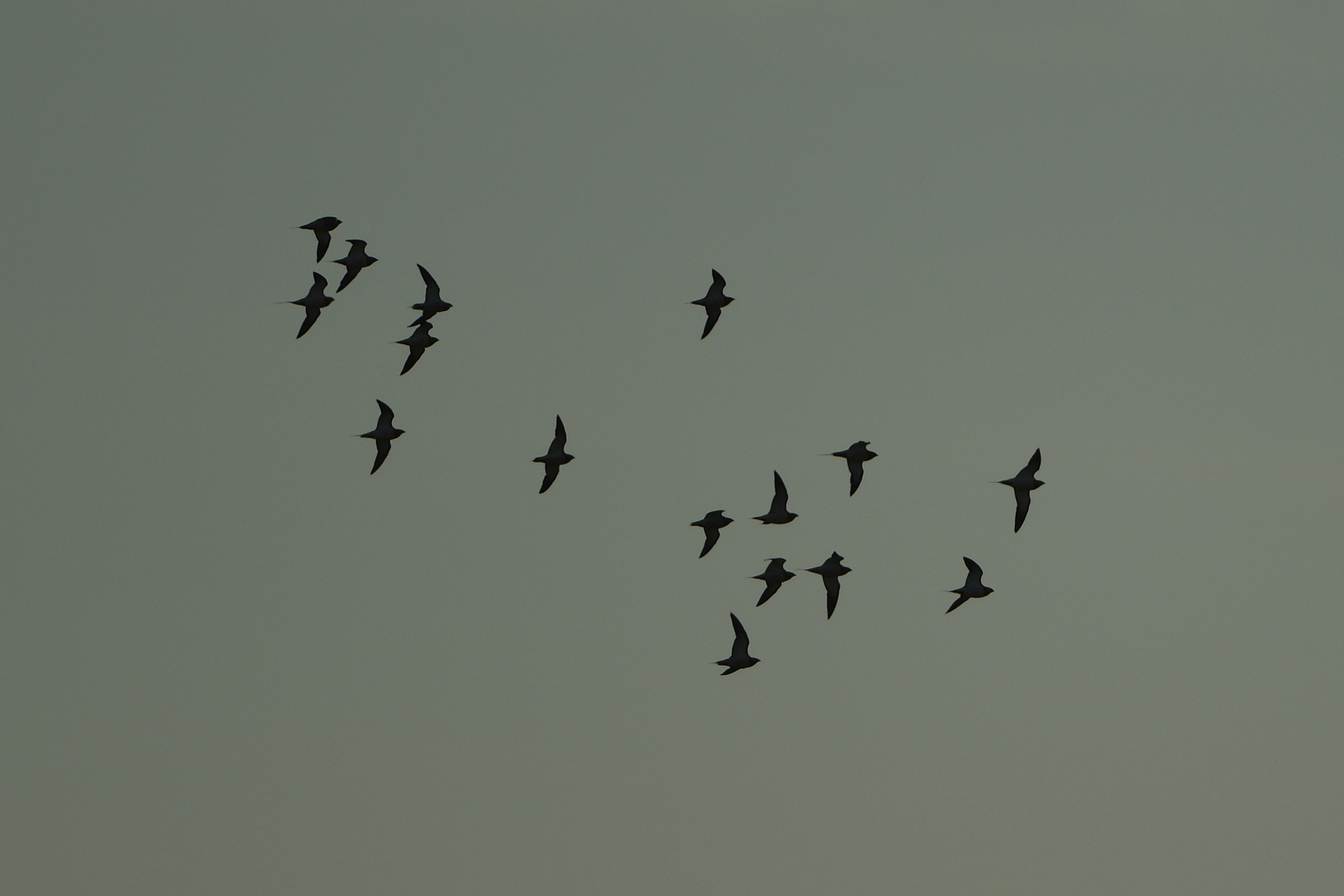 Pin-tailed Sandgrouse (Pterocles alchata), photo 2