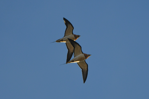 Pin-tailed Sandgrouse (Pterocles alchata)