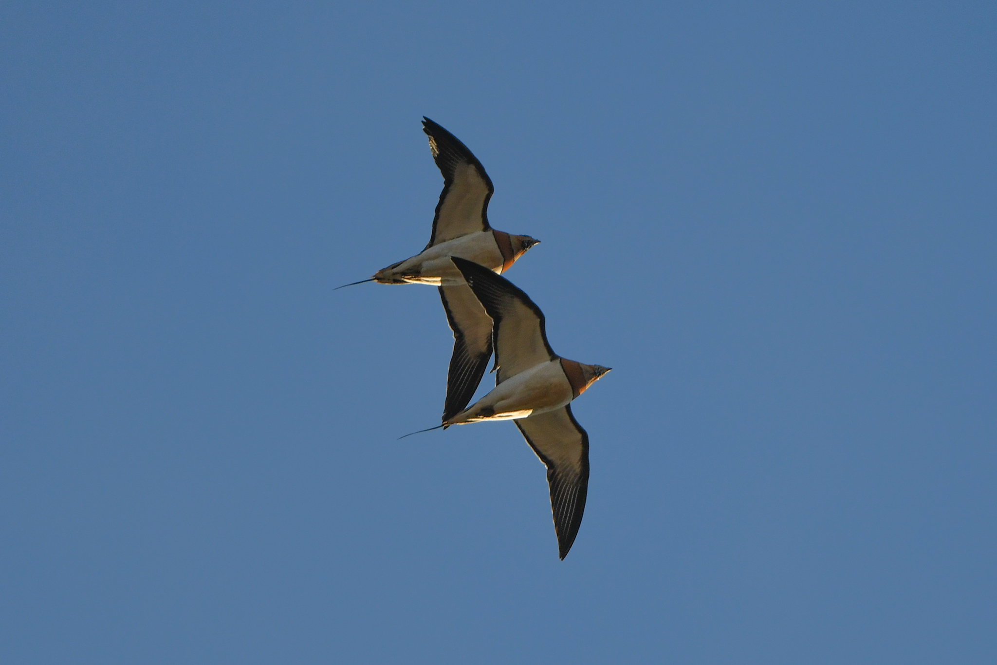 Pin-tailed Sandgrouse (Pterocles alchata), photo 1