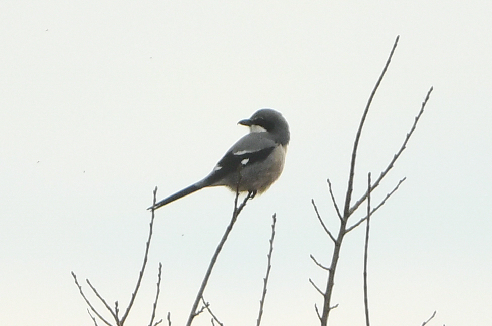 Iberian Grey Shrike (Lanius meridionalis), photo 8