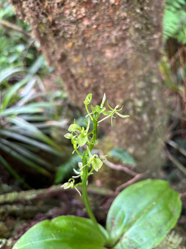Liparis hawaiensis observed 2026-01-27