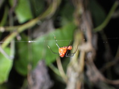 Argyrodes flavescens