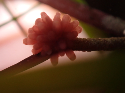 Janczewskia lappacea, 2026-01-02