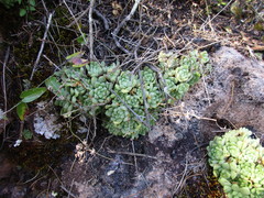 Sedum glabrum